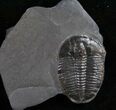 Nice Elrathia Trilobite - Utah #10457-1